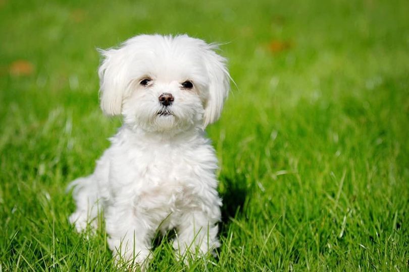 Casting chien pour le tournage d&rsquo;un unitaire TV