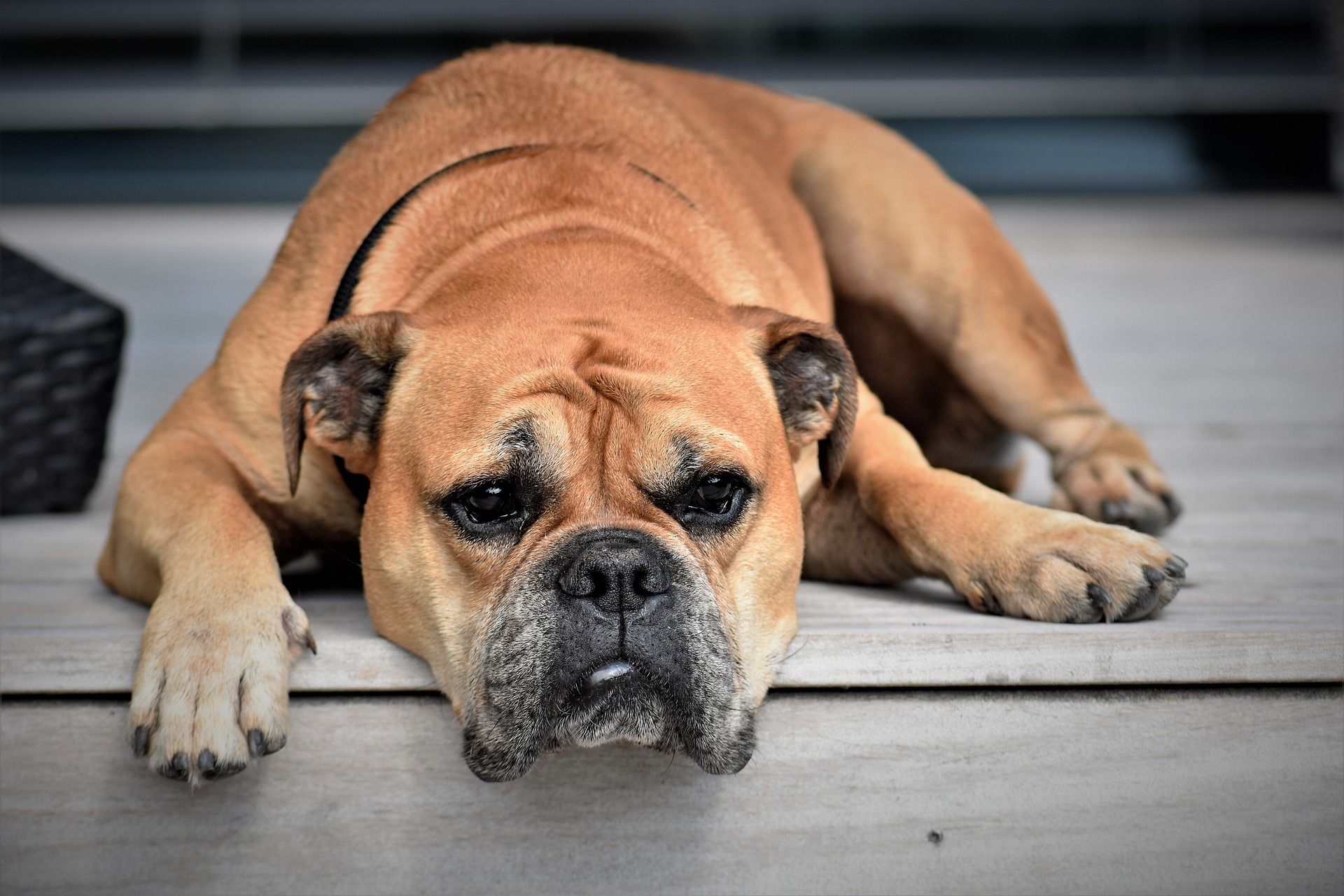 Casting chien pour le tournage d&rsquo;un téléfilm type Carlin ou bulldog anglais ou bouledogue français